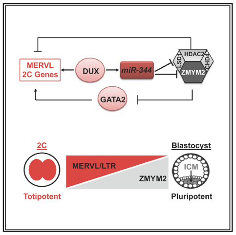 高绍荣与美国学者王建龙联合在《CellStemCell》发表论文，揭示DUX-miR-344-ZMYM2介导的MERVL激活在全能性样细胞产生过程中的作用