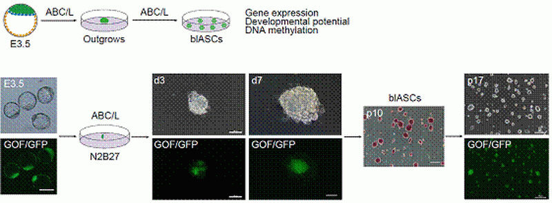我校包斯琴教授课题组在《Cell》子刊《StemCellReports》发