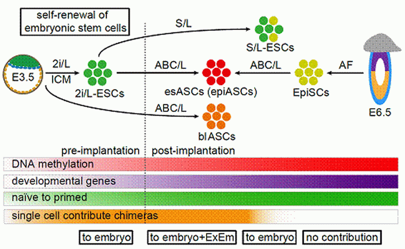 我校包斯琴教授课题组在cell子刊stemcellreports发