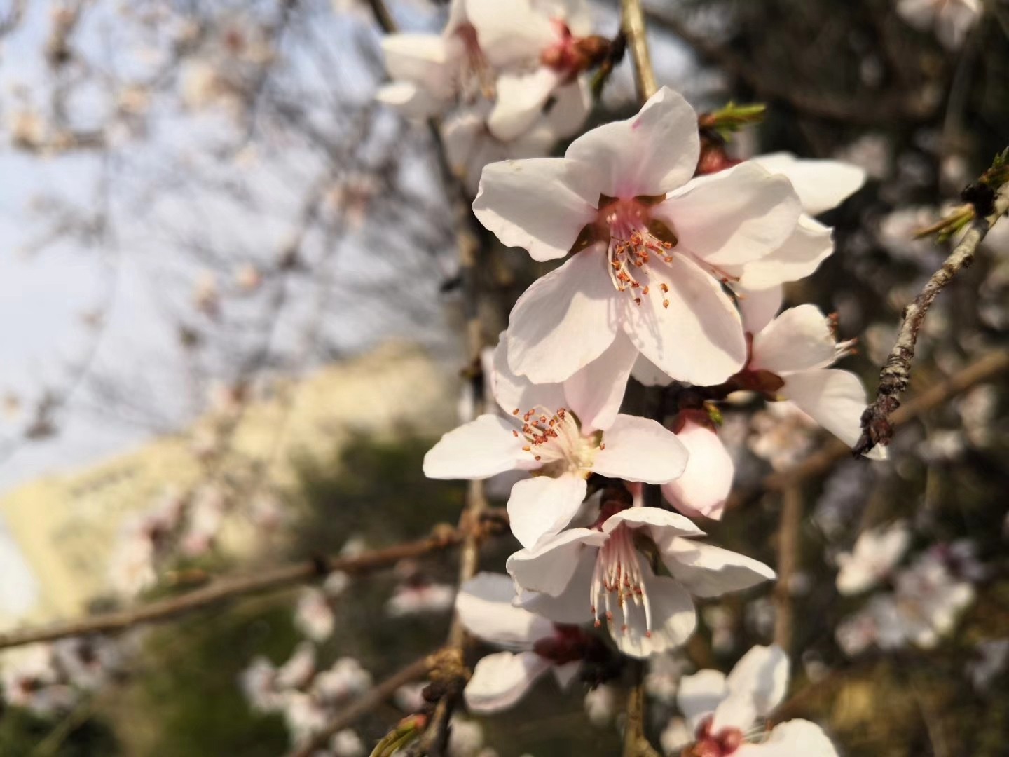 师大的春天，想见你