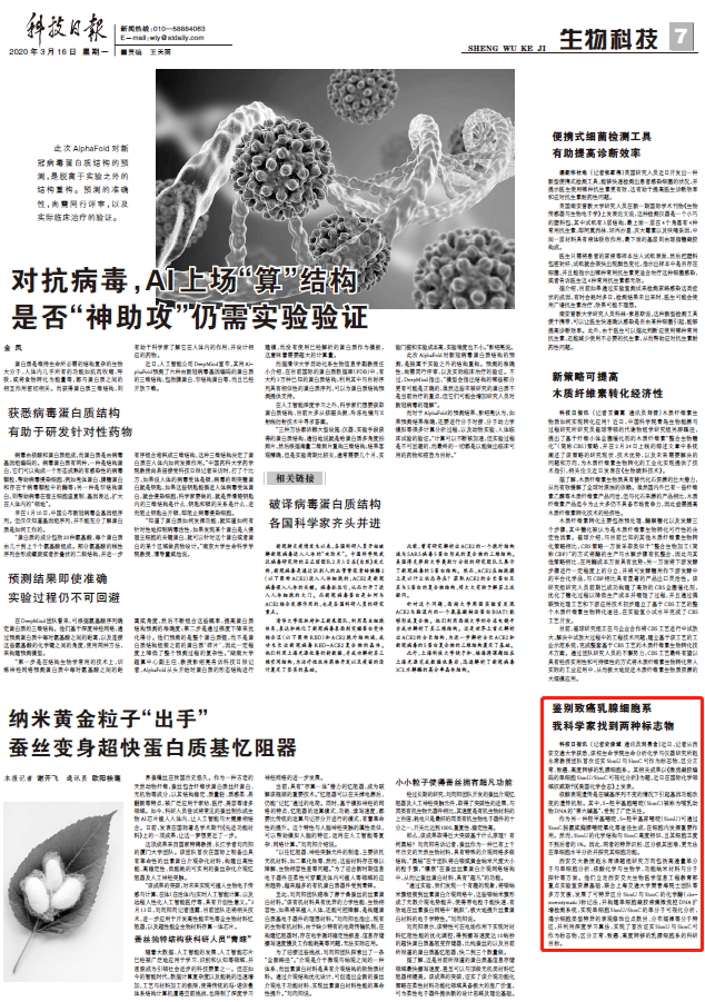【科技日报】鉴别致癌乳腺细胞系我科学家找到两种标志物