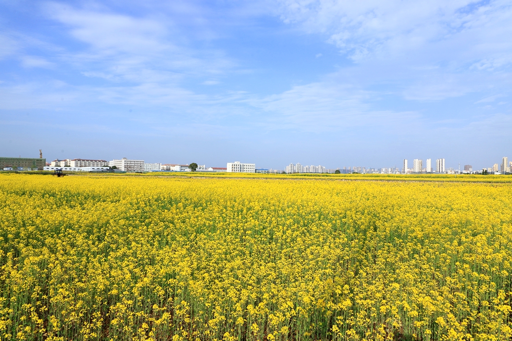 “云赏狮山春”走进油菜花海