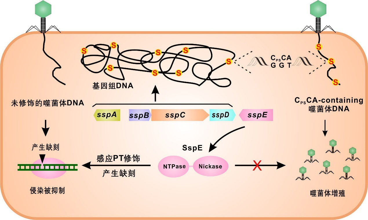 王连荣教授课题组细菌DNA磷硫酰化研究取得重要突破