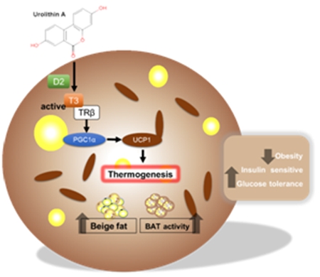 【科研新进展】（65）肌肉生物学与猪遗传改良创新团队发现石榴代谢产物尿石素抗肥胖的新机制