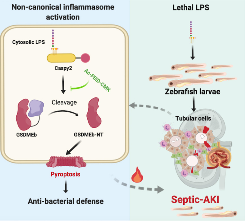 【创新前沿】JournalofImmunology报道我校细胞焦亡调控脓毒症急性肾损伤分子机制研究新成果[图文]