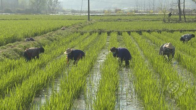 【人民日报】教授回家种田“茭”着一股子劲领着神山乡亲致富