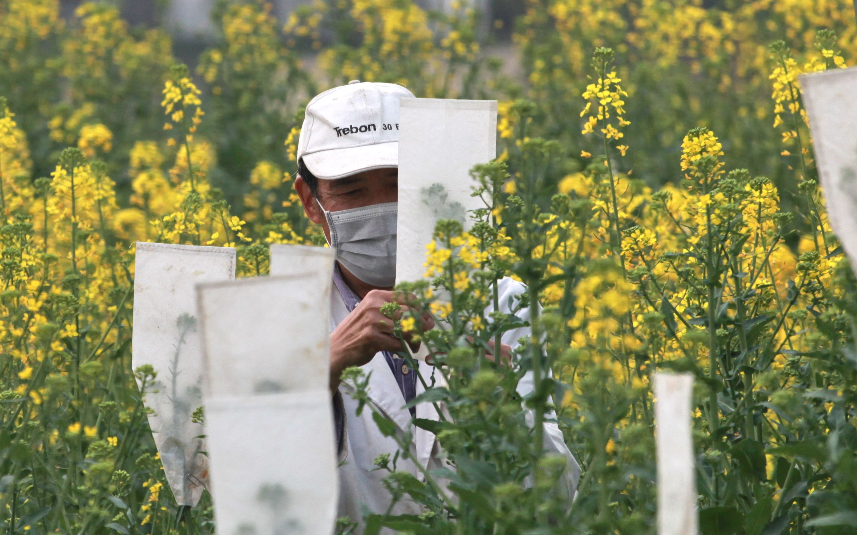 【新京报】春分时节“云赏花”华中农大七彩油菜花可以网上看