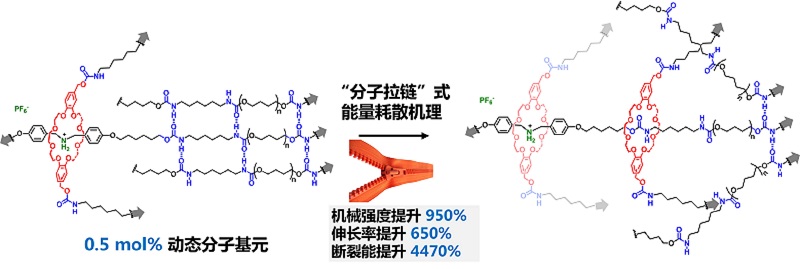 【创新前沿】《先进材料》报道费林加诺贝尔奖科学家联合研究中心超分子弹性体材料研究新进展[图文]