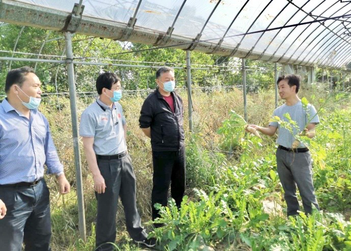 校领导调研“黄州萝卜”研发中心种质基地