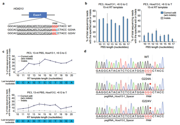 【科研新进展】（79）动科学院陈玉林教授团队首次利用引导编辑技术创制动物模型