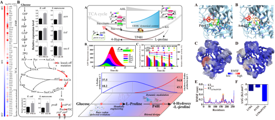 《ScienceAdvances》刊发我校生工学院饶志明教授团队改造工业微生物高效合成羟化氨基酸研究成果