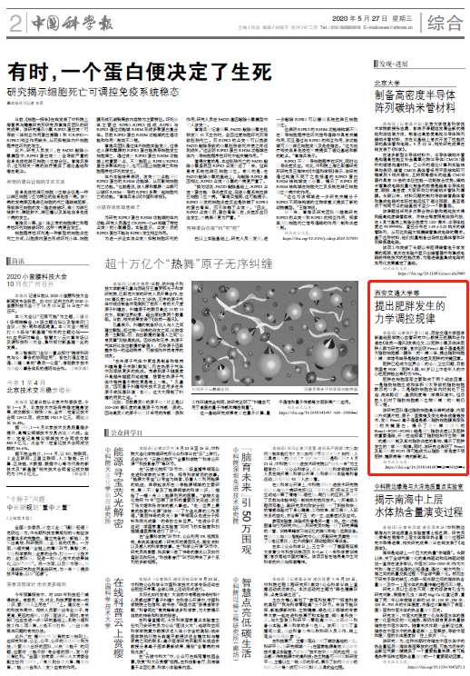 西安交通大学等提出肥胖发生的力学调控规律