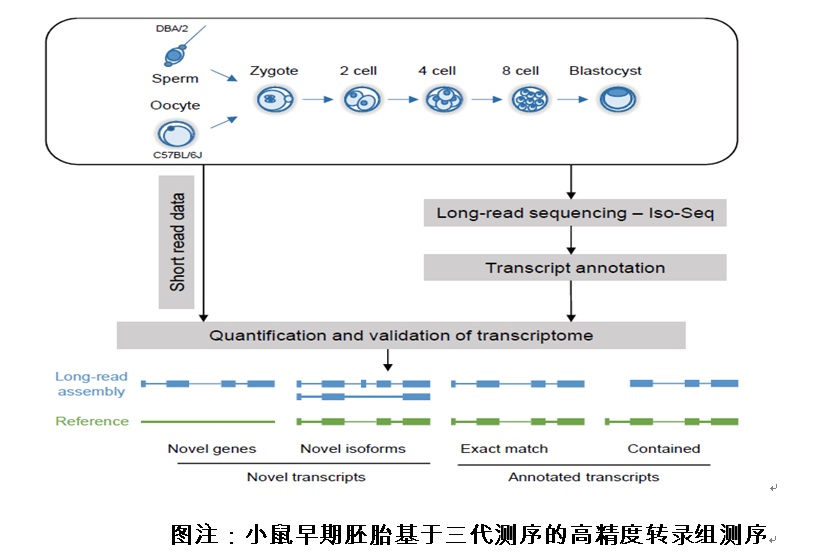 《NatureCommunications》报道我校生命科学学院乔云波副教授研究团队三代测序的最新研究成果