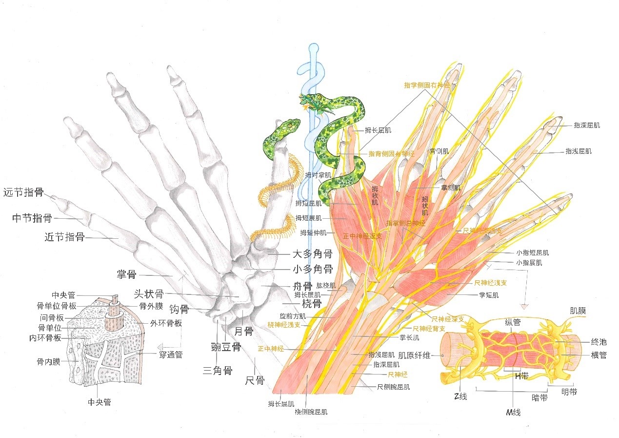 中南大学第三届解剖学绘图大赛圆满收官