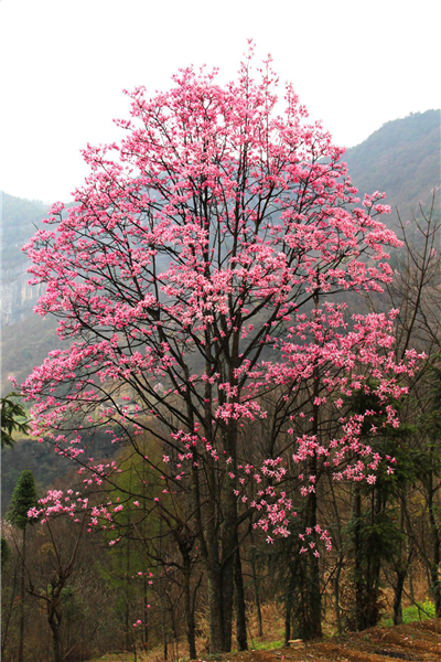 美丽中国北林在行动―红花玉兰，最美丽的红花乔木树