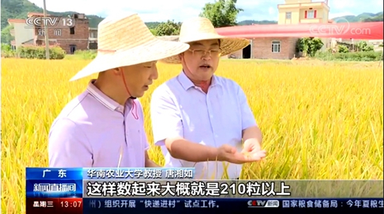 华农技术助早稻丰产丰收3天4次“打卡”央视新闻