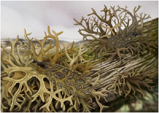 生科院博士生方慧在生物学顶级期刊发表《中生代拟态地衣的昆虫》的研究论文