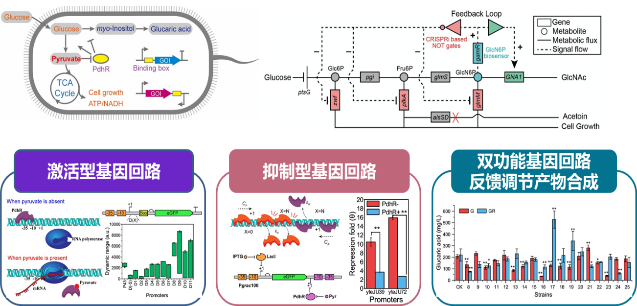 我校陈坚院士团队刘龙教授课题组在NatureChemicalBiology发表关于细胞中心代谢网络动态调控的研究成果