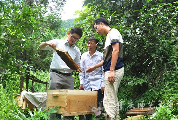 重庆师范大学教育扶贫实践专题系列报道-许金山：蜜蜂助扶贫