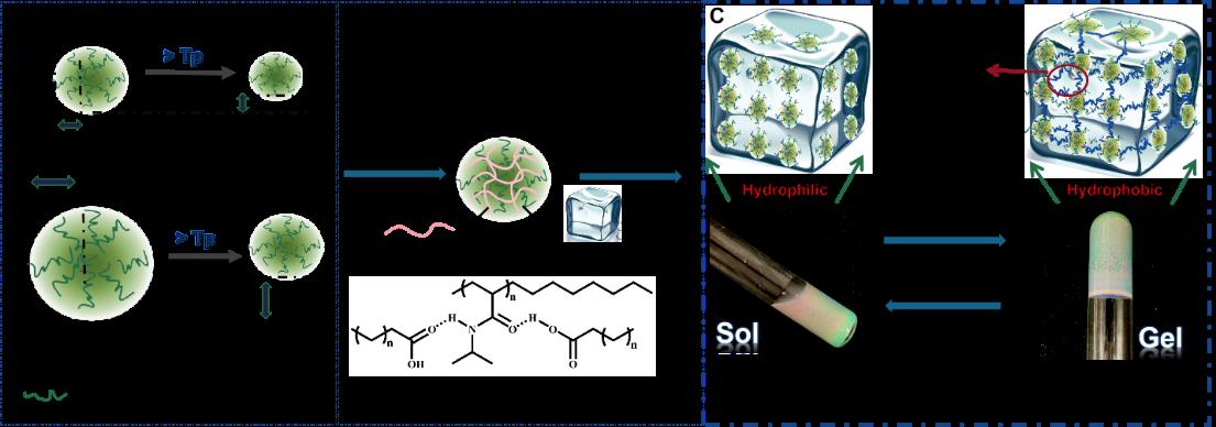 化工生物学院鲁希华教授课题组构建“软球”凝胶光子晶体固定化新方法