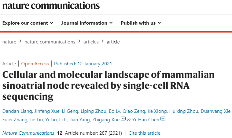 同济大学学者揭示心跳“中枢”的调控网络和标志物，研究工作在线发表于《自然通讯》