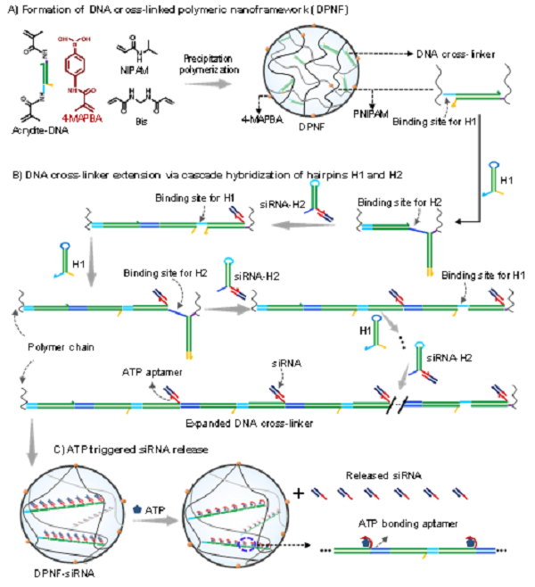 天津大学仰大勇课题组NatureCommunications：聚合物纳米框架中DNA时空编程级联组装赋能核酸