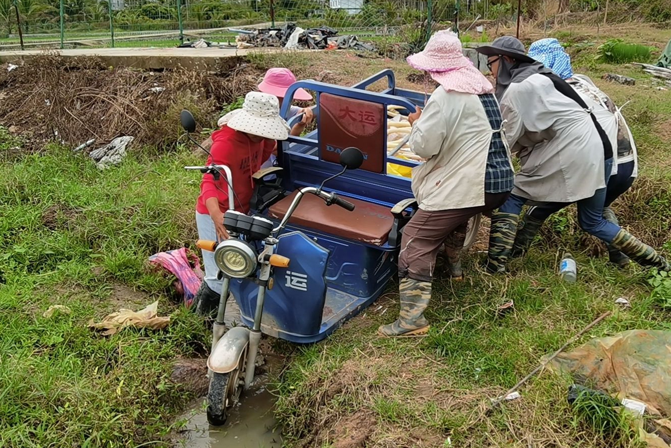 南繁基地的“狮山候鸟”