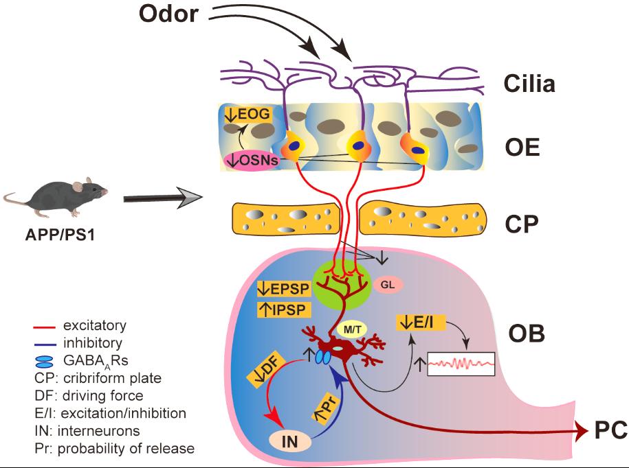 我校生命科学学院杨莉课题组在MolecularNeurodegeneration发文揭示AD早期嗅觉异常的机制