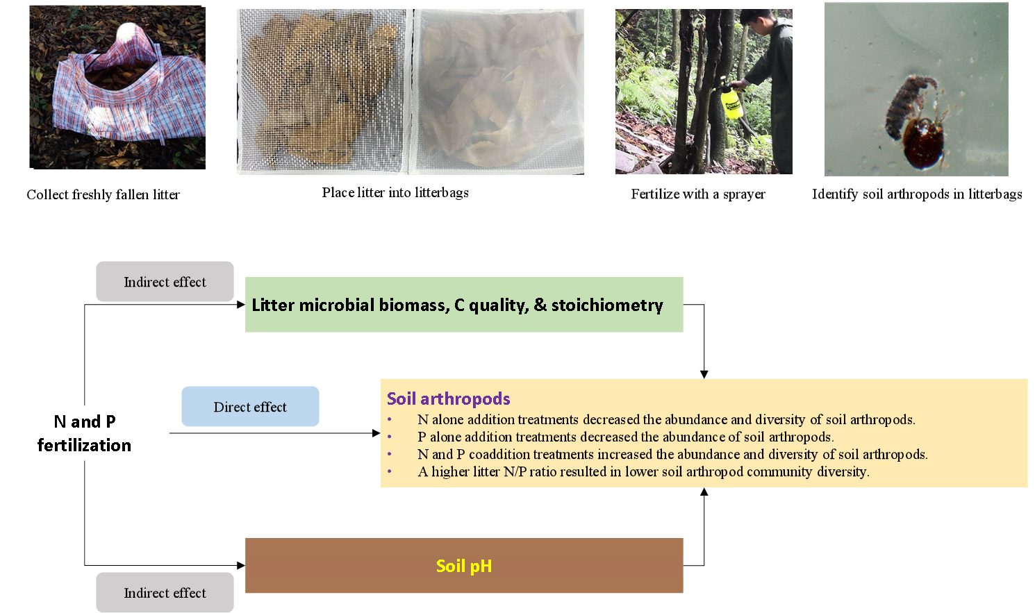 林学院学生在土壤节肢动物对氮沉降响应机制研究中取得新成果