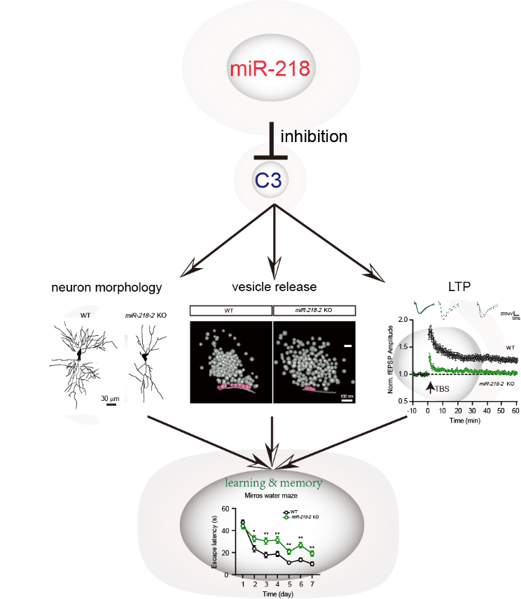 生命学院姚骏课题组发现miR-218-2调节海马认知功能及其机制