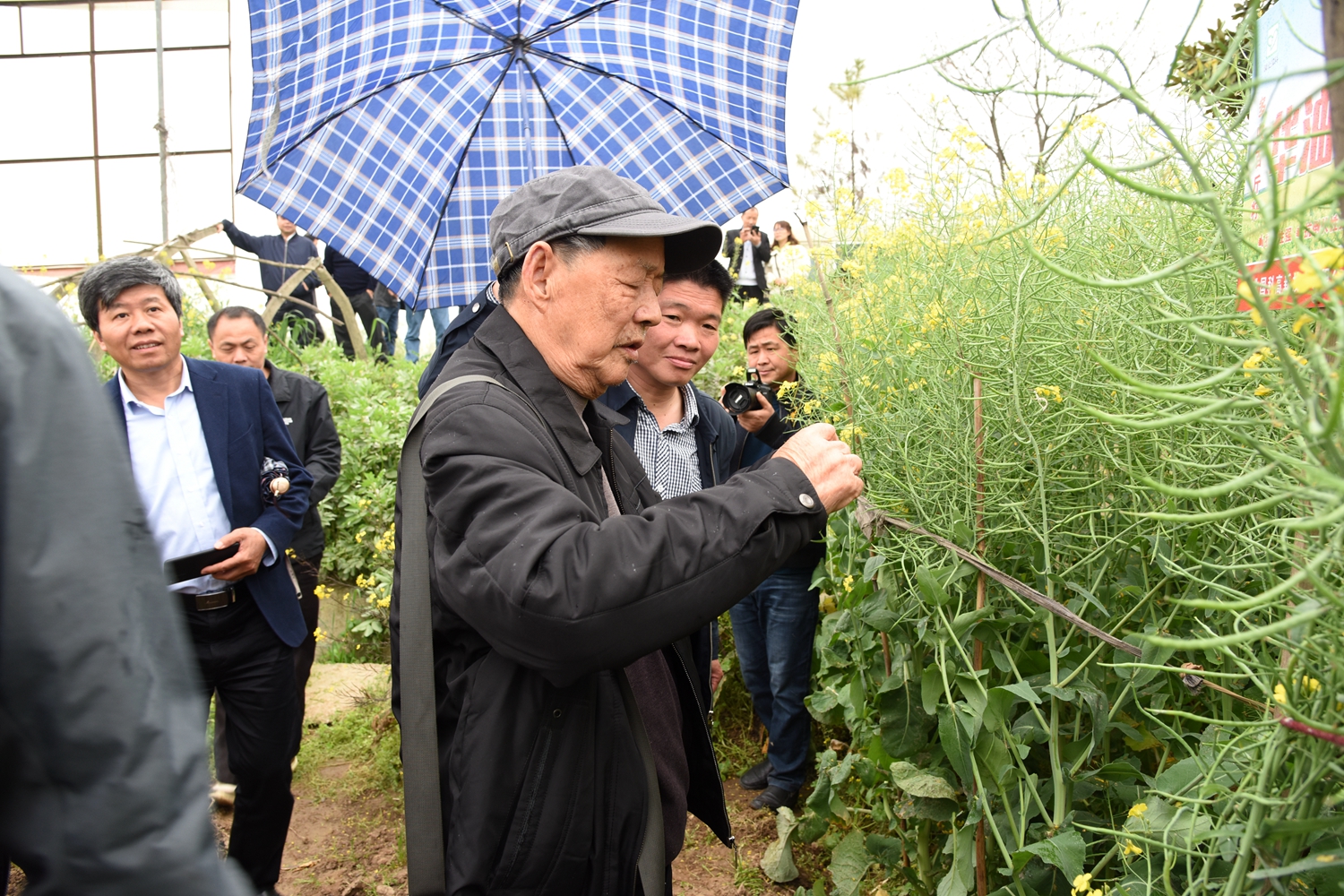 亩产3472公斤！“稻-再-油”轮作模式受青睐