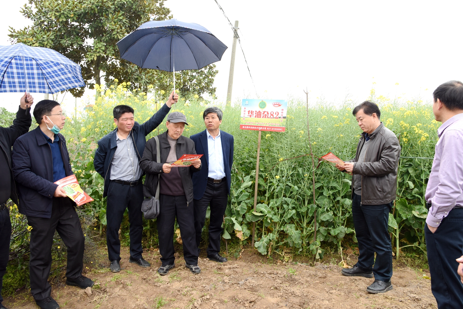 亩产3472公斤！“稻-再-油”轮作模式受青睐