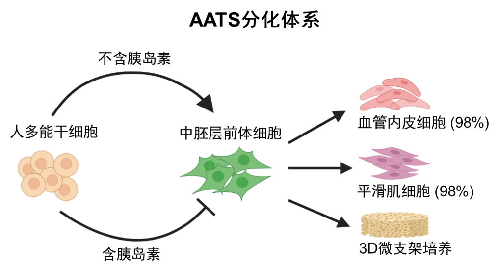 医学院那洁课题组开发人多能干细胞向血管细胞高效分化体系