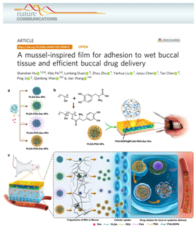 华西口腔万乾炳、王剑教授构建一种湿粘接特性良好的贻贝仿生口腔黏膜黏附制剂