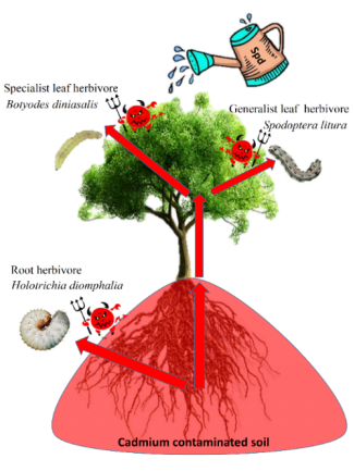 林学院硕士生在“元素防御假说”研究中取得新成果