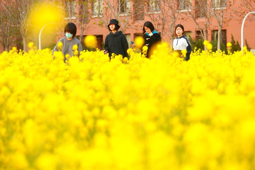 人间四月天北洋园迎来金色花海