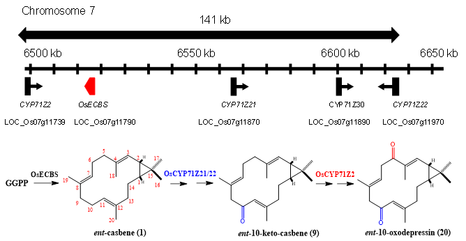 农学院在作物次生代谢与抗病研究上取得新进展