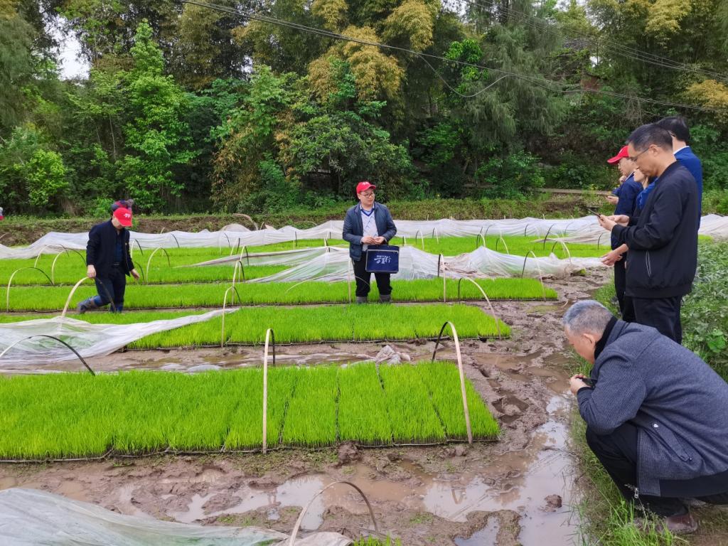 线上自媒体直播和线下实地指导协同促进水稻产业重大技术推广应用