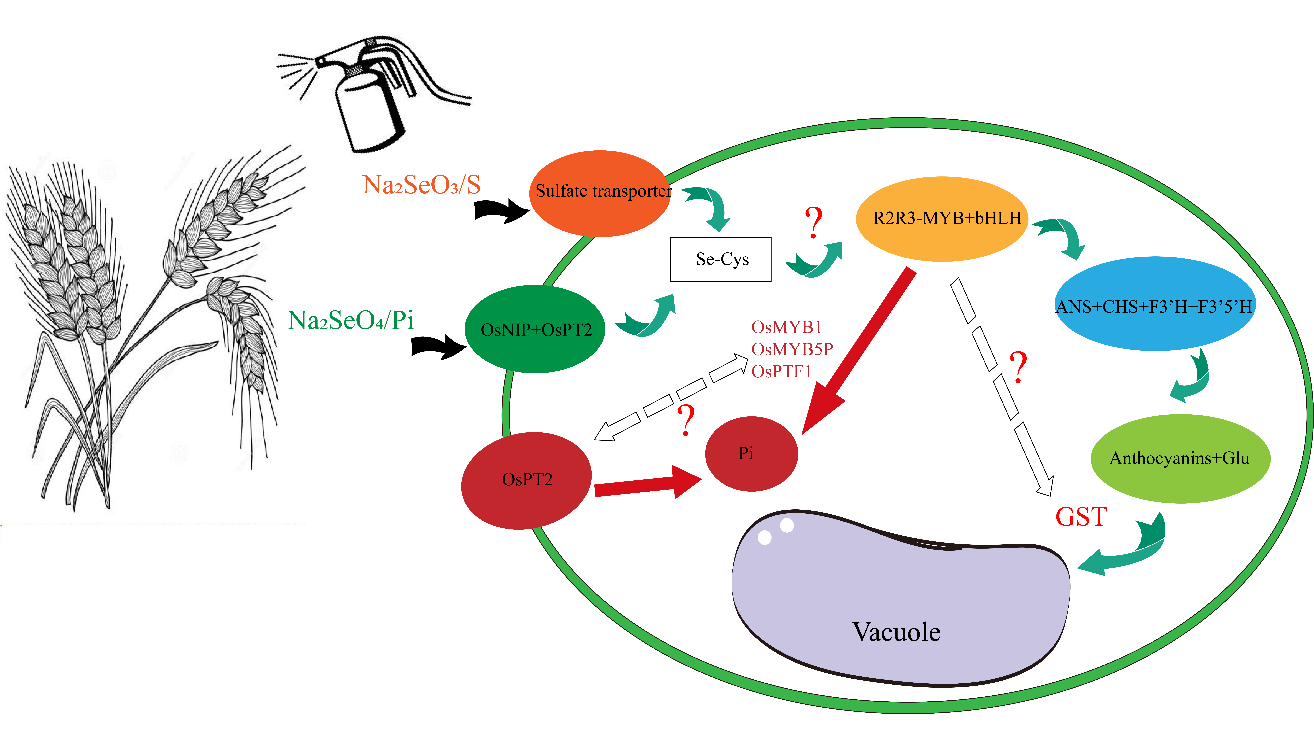 农学院在彩色小麦富硒机理研究上取得新进展