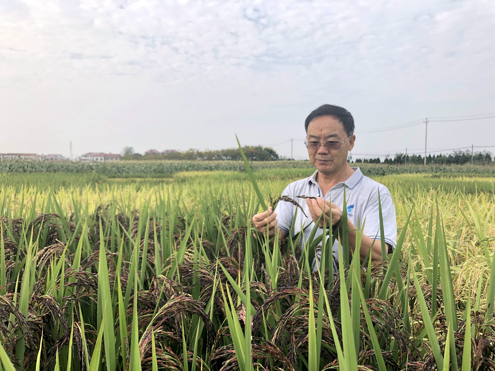 张启发院士提出应关注和发掘黑米对营养健康和粮食安全的重大潜在价值