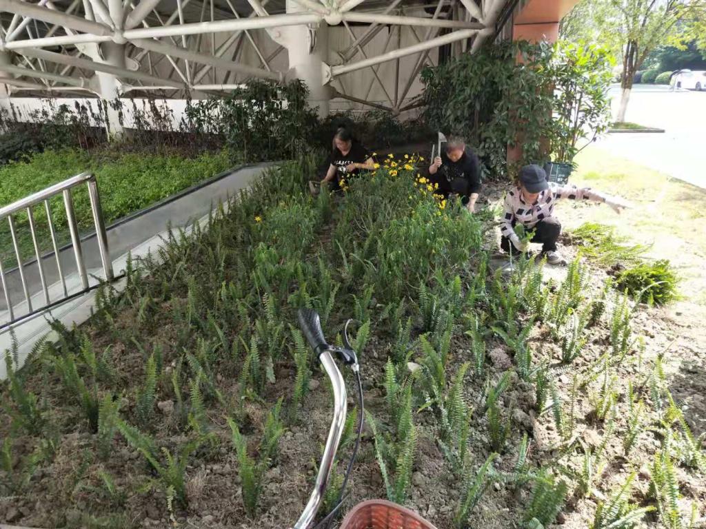 【办实事暖人心】成都校区科创中心下沉广场景观优化升级