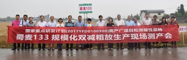 我校培育的突破性白粒小麦新品种蜀麦133喜获丰收