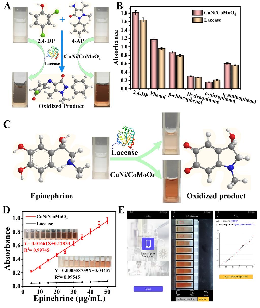 理学院师生在纳米酶催化领域取得新进展
