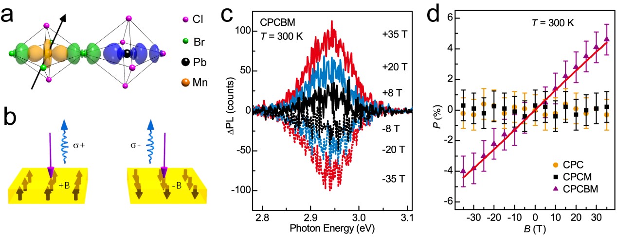 强磁场中心韩一波教授团队在钙钛矿激子自旋极化效应研究上取得突破性进展