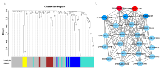 玉米研究所在玉米耐盐研究中取得进展