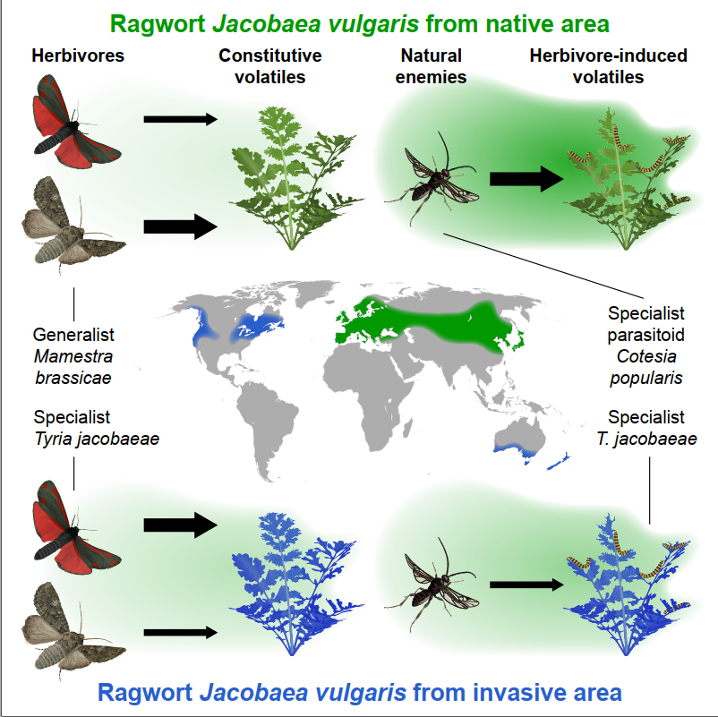 林学院在植物叶片挥发物的进化研究中取得进展