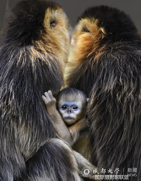 美术与设计学院名誉院长薛康荣获第十三届IUP国际摄影展览自然组金奖