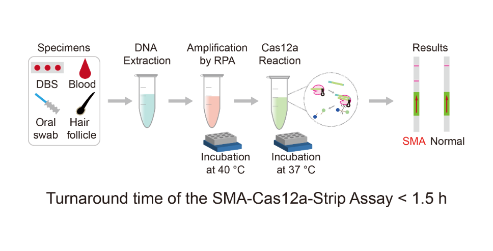 中南大学梁德生课题组发表CRISPR/Cas系统用于遗传病和肿瘤基因检测的新成果
