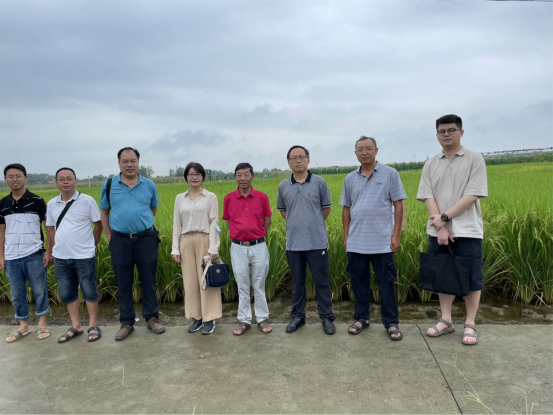 农学院黄富教授团队创制多个水稻新材料通过省级技术鉴定