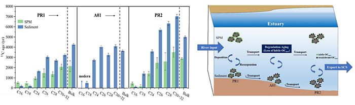中国海洋大学在我国边缘海有机碳循环研究中取得新进展